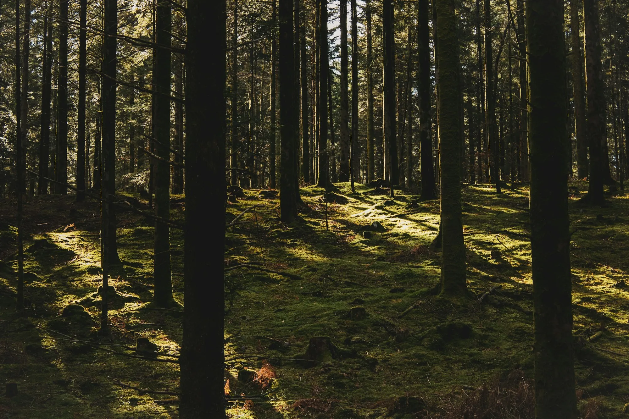 Solbeskinnet nåleskov med mos på skovbunden