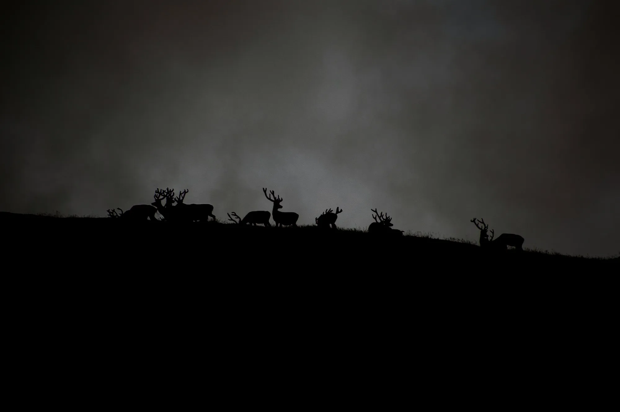 Silhuetter af en flok krondyrhjorte på en bakkekam under en mørk, skyet himmel