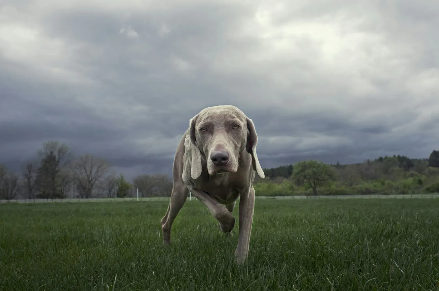 Weimaraner på vej hen over en grøn mark under en grå himmel