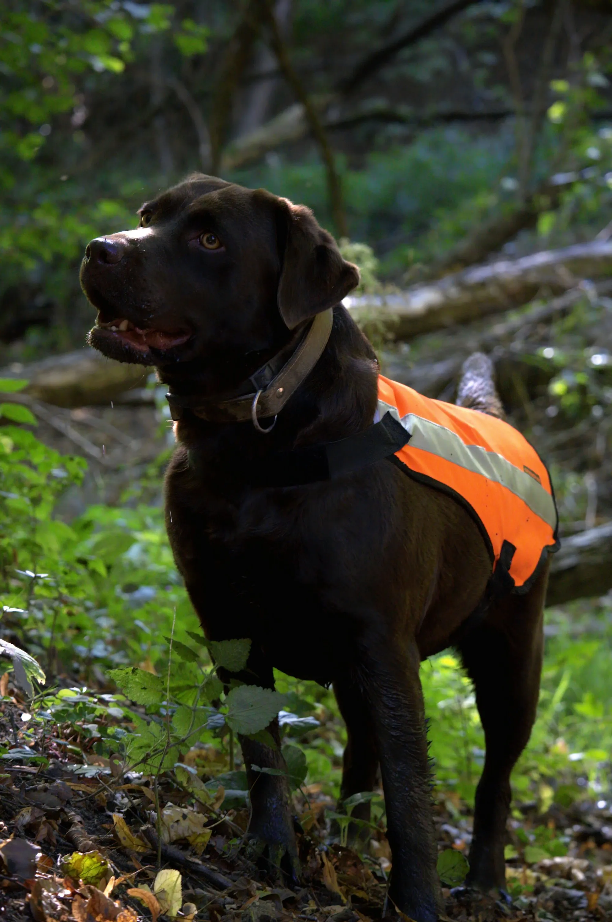 Brun labrador med orange sikkerhedsvest med refleksstribe i skoven