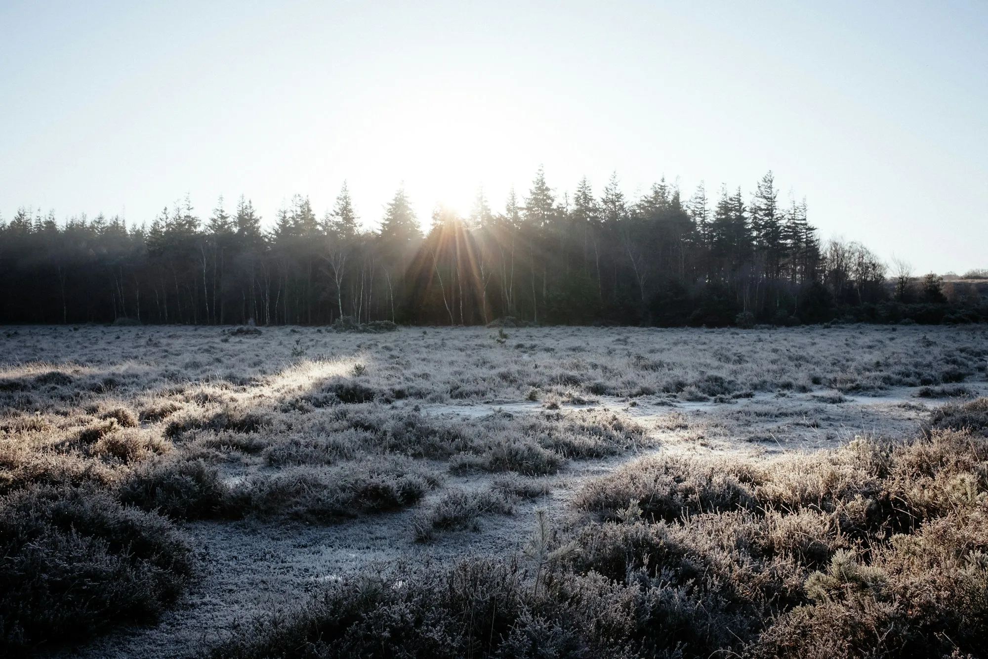 Frostklædt hedemark med granskov i baggrunden og lav sol mellem træerne