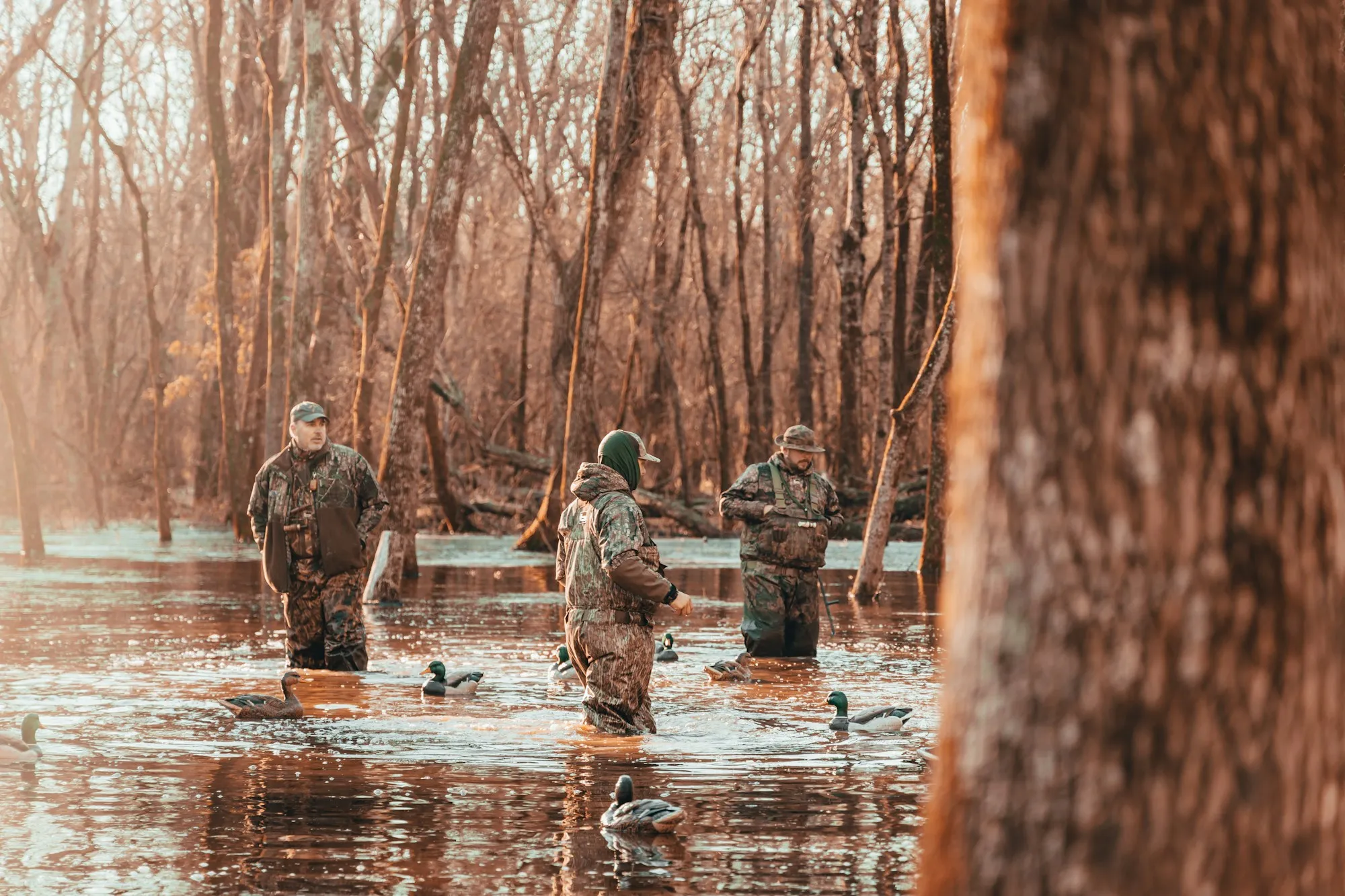 Tre andejægere i camouflage og waders står i oversvømmet skov med lokkeænder i vandet